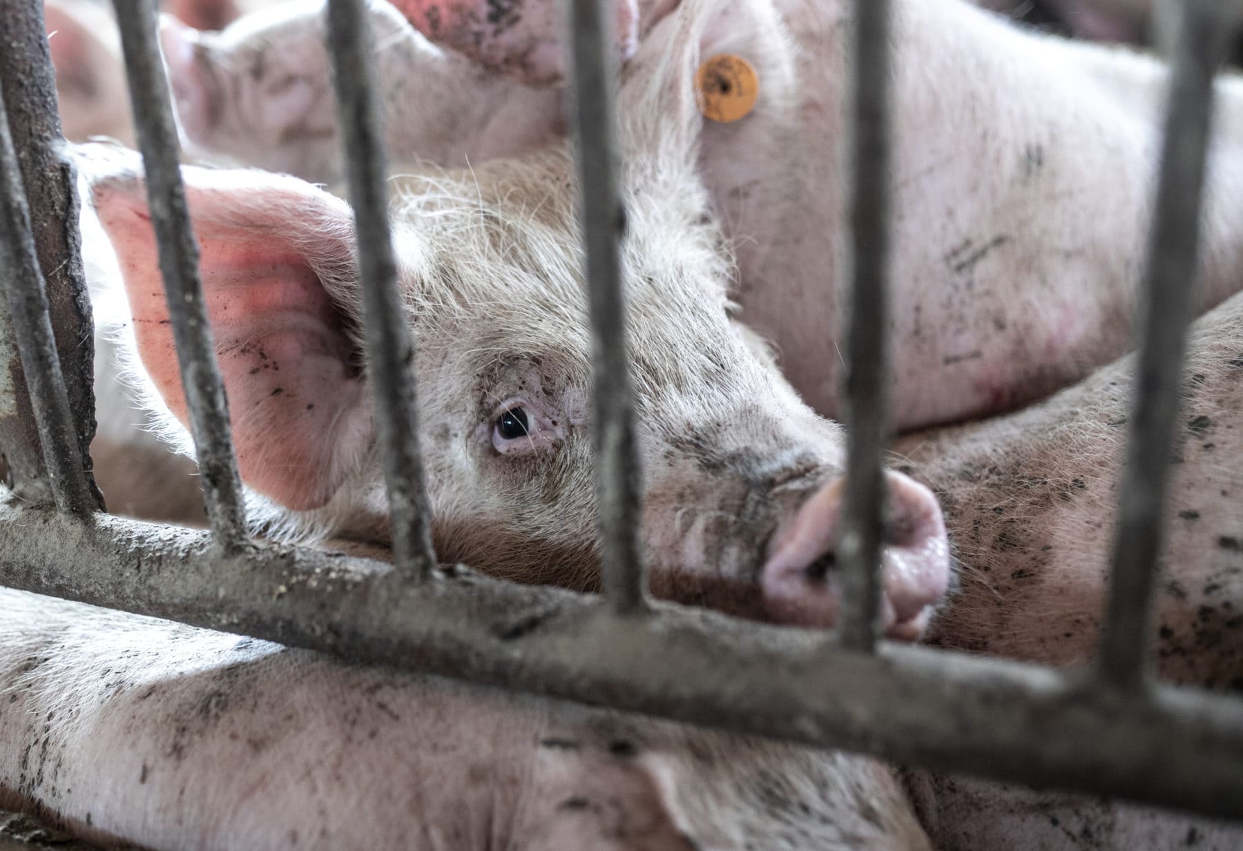 Carne suína brasileira usa o dobro de antibióticos da média global, alerta ONG