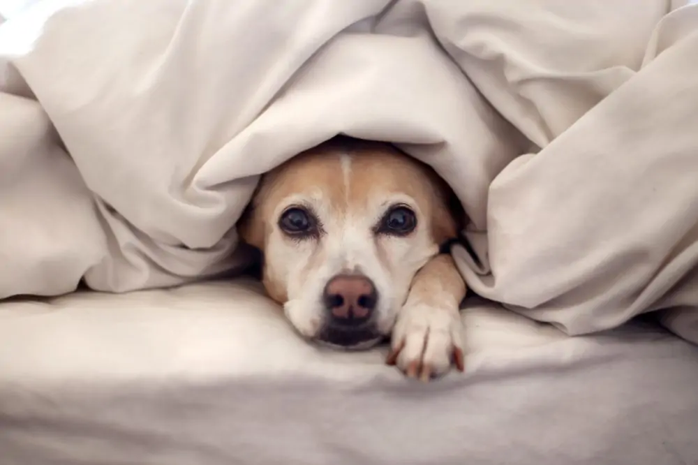 Como Proteger Seu Pet nos Dias Frios: Dicas Essenciais para o Bem-Estar do Seu Melhor Amigo