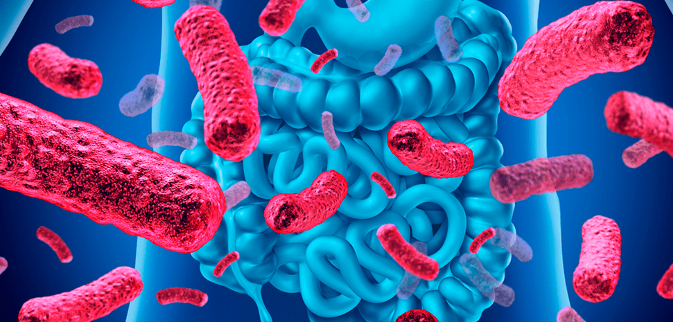 Saiba qual a importância do microbiota intestinal e Imunidade